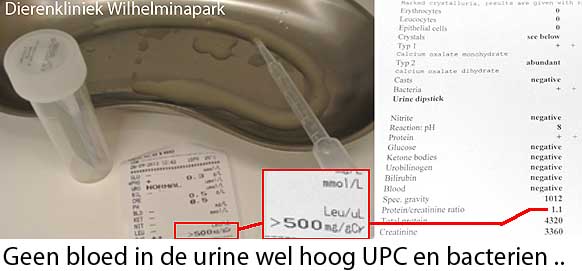 Blaas problemen bij het konijn: konijn blaasontsteking, konijn